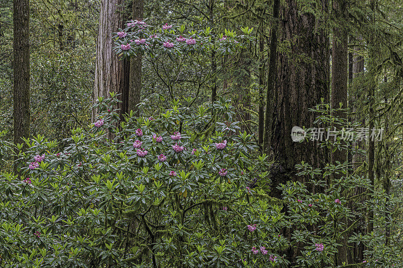 大叶杜鹃，太平洋杜鹃花，海岸杜鹃花或大叶杜鹃花，是一种常绿阔叶杜鹃花，原产于北美西部。红杉(Sequoia sempervirens)是红杉属植物中唯一存活的种